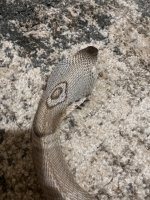 IMG_2043.jpeg