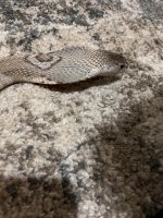 IMG_2044.jpeg