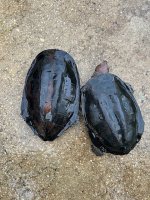 IMG_1970.jpeg