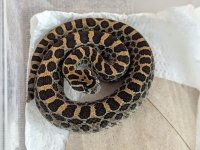 Polystictus.JPG