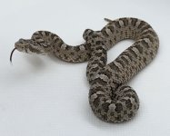 Pictus 3.jpg
