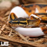 ug_2023_Pied_Ball_Python_3.jpg