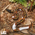 ug_2023_Pied_Ball_Python_2.jpg
