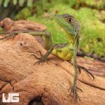 ug_Baby_Green_Basilisk_6.jpg