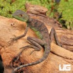 ug_Baby_Green_Basilisk_5.jpg