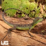ug_Baby_Green_Basilisk_4.jpg
