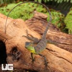 ug_Baby_Green_Basilisk_3.jpg