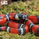 ug_Baby_Stuarts_Milksnake_1.jpg
