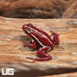ug_Anthony's_Dart_Frog_4.jpg