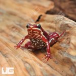 ug_Anthony's_Dart_Frog_3.jpg