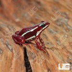 ug_Anthony's_Dart_Frog_2.jpg