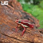 ug_Anthony's_Dart_Frog_1.jpg