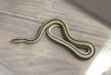 IMG_0146.jpeg