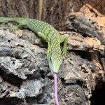 Yellow Tree Monitor 2.jpeg