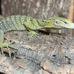 Yellow Tree Monitor.jpeg