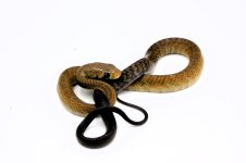 Snake image BTC #1.JPG