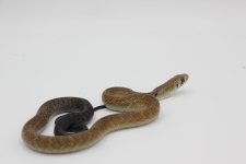 Snake 8 BTC.JPG