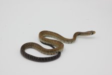 Snake #5 BTC .JPG