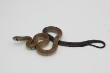 Snake #3 BTC .JPG