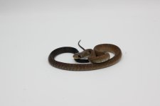 Snake # 4 BTC.JPG