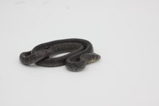 Snake Mex Rubidis BLK 7#.JPG