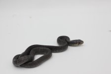 Snake Mex Rubidis BLK #7.JPG