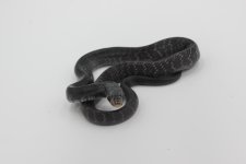 Snake #9b Rubidis BLK.JPG
