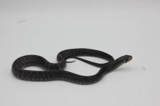 Snake #9 Rubidis BLK b.JPG