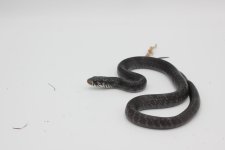 Snake #6 Mex Rubidis BLK.JPG