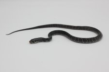 Snake #1 Rubidis BLK .JPG
