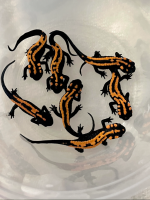 laotriton.png