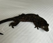 IMG_7406.jpeg