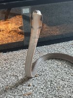 IMG_0203.jpeg