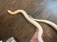 IMG_0409.jpeg
