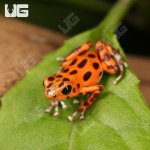 ug_CB_Red_Frog_Beach_Dart_Frog_4.jpg