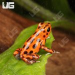 ug_CB_Red_Frog_Beach_Dart_Frog_3.jpg