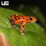 ug_CB_Red_Frog_Beach_Dart_Frog_2.jpg