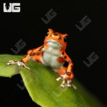 ug_CB_Red_Frog_Beach_Dart_Frog_1.jpg