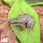 ug_Baby_Australian_Blue_Eyed_Dumpy_Tree_Frog_4.jpg