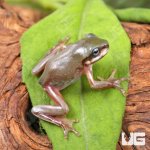 ug_Baby_Australian_Blue_Eyed_Dumpy_Tree_Frog_3.jpg