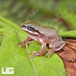 ug_Baby_Australian_Blue_Eyed_Dumpy_Tree_Frog_2.jpg