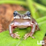 ug_Baby_Australian_Blue_Eyed_Dumpy_Tree_Frog_1.jpg
