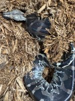 IMG_4358.jpeg