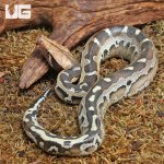 ug_Borneo_Blood_Python_1.jpg