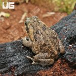 ug_Marine_Toad__4.jpg