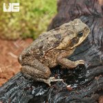 ug_Marine_Toad__3.jpg