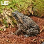 ug_Marine_Toad__2.jpg