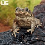 ug_Marine_Toad__1.jpg