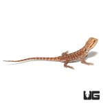 ug_baby_inferno_silky_bearded_dragon_4.jpg