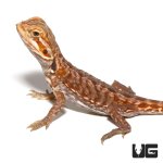 ug_baby_inferno_silky_bearded_dragon_3.jpg